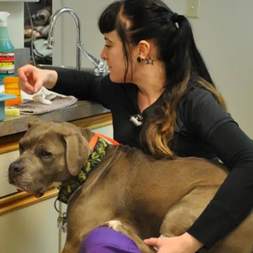 Staff member helping a dog with meds